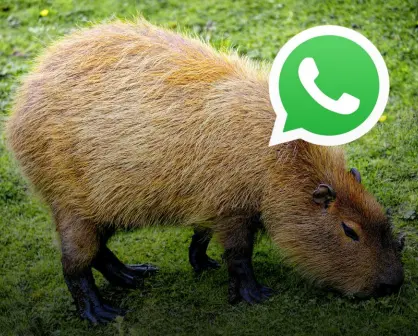 Cómo activar el modo capibara en WhatsApp: aquí el paso a paso