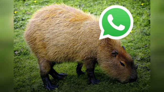 Los usuarios pueden adaptar estos ajustes en sus teléfonos. Foto: TBN