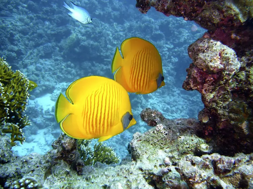 Peces tropicales. Foto: Pixabay Peces tropicales. Foto: Pixabay.