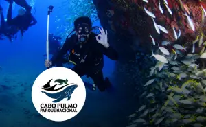 Cabo Pulmo el Acuario del Mundo en Baja California Sur te permite bucear con más de 6 mil especies marinas