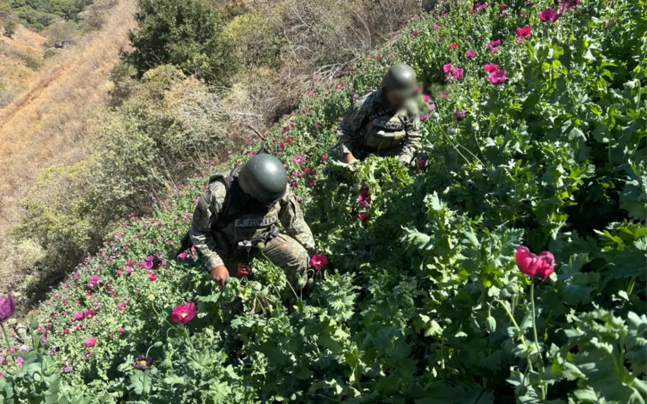 Operativos de erradicación Ejercito Mejicano Foto: Gabinete de Seguridad del Gobierno de México