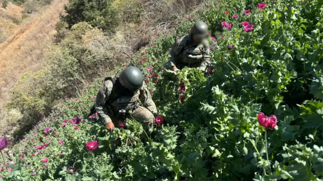 Operativos de erradicación Ejercito Mejicano Foto: Gabinete de Seguridad del Gobierno de México