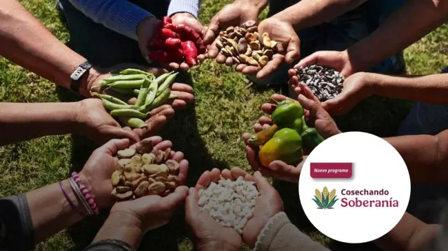 La iniciativa busca fortalecer la soberanía alimentaria. Foto: Gob. de México