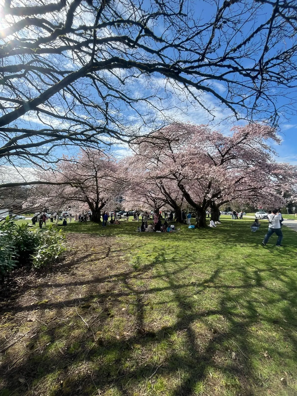 La ruta de los cerezos en Vancouver Canadá
