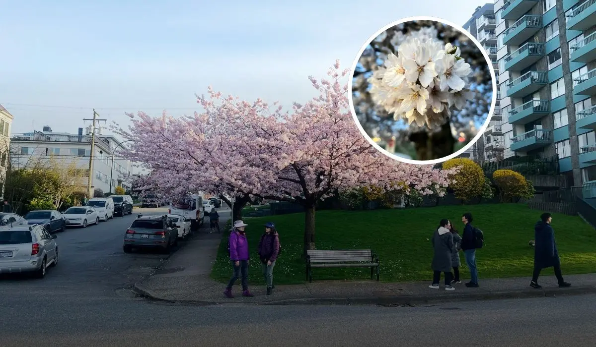 Los sakura, cerezos en flor son un espectáculo floral y estacional que da identidad colectiva a Vancouver
