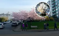 En Vancouver, la primavera florece en japonés