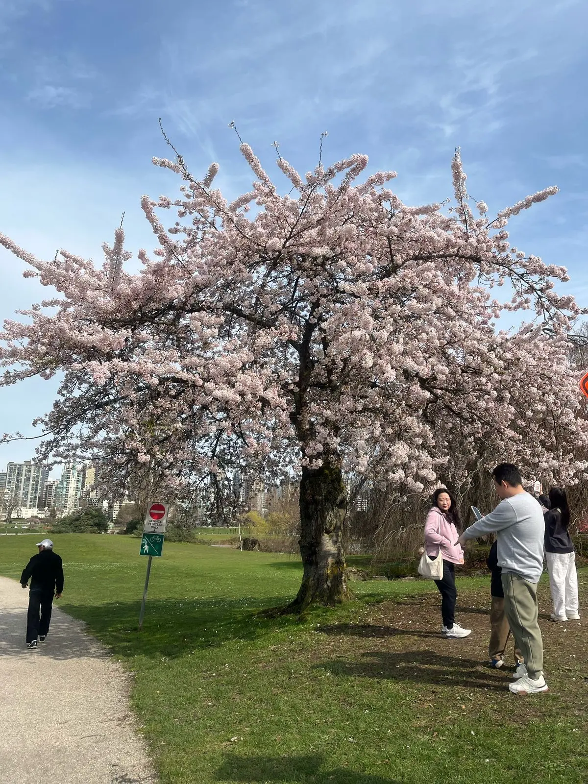 Sakura, cerezos en flor, un espectáculo floral 