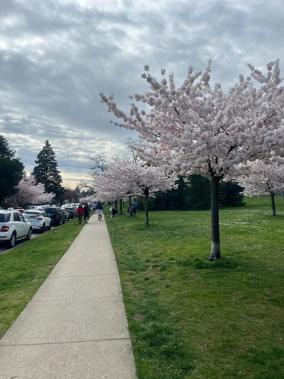 Sakura una especie arbórea de Japón que se arraigó en Vancouver