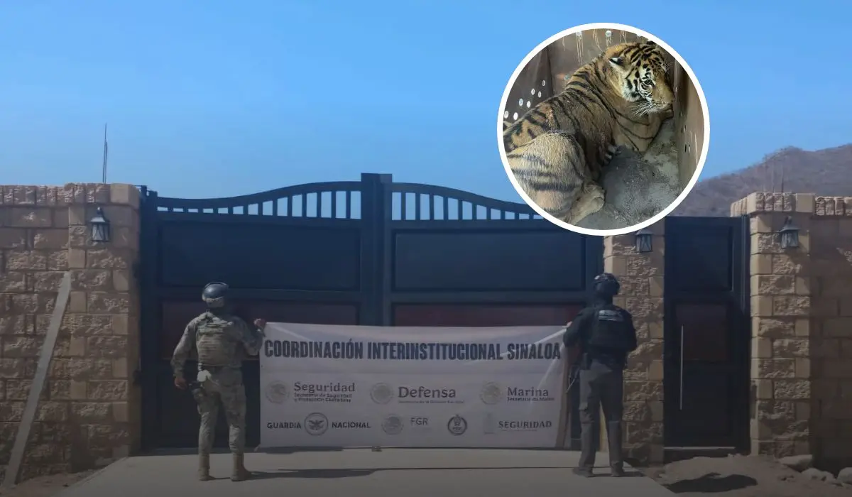 Marina y autoridades federales aseguran explosivos y felinos exóticos en Sinaloa.