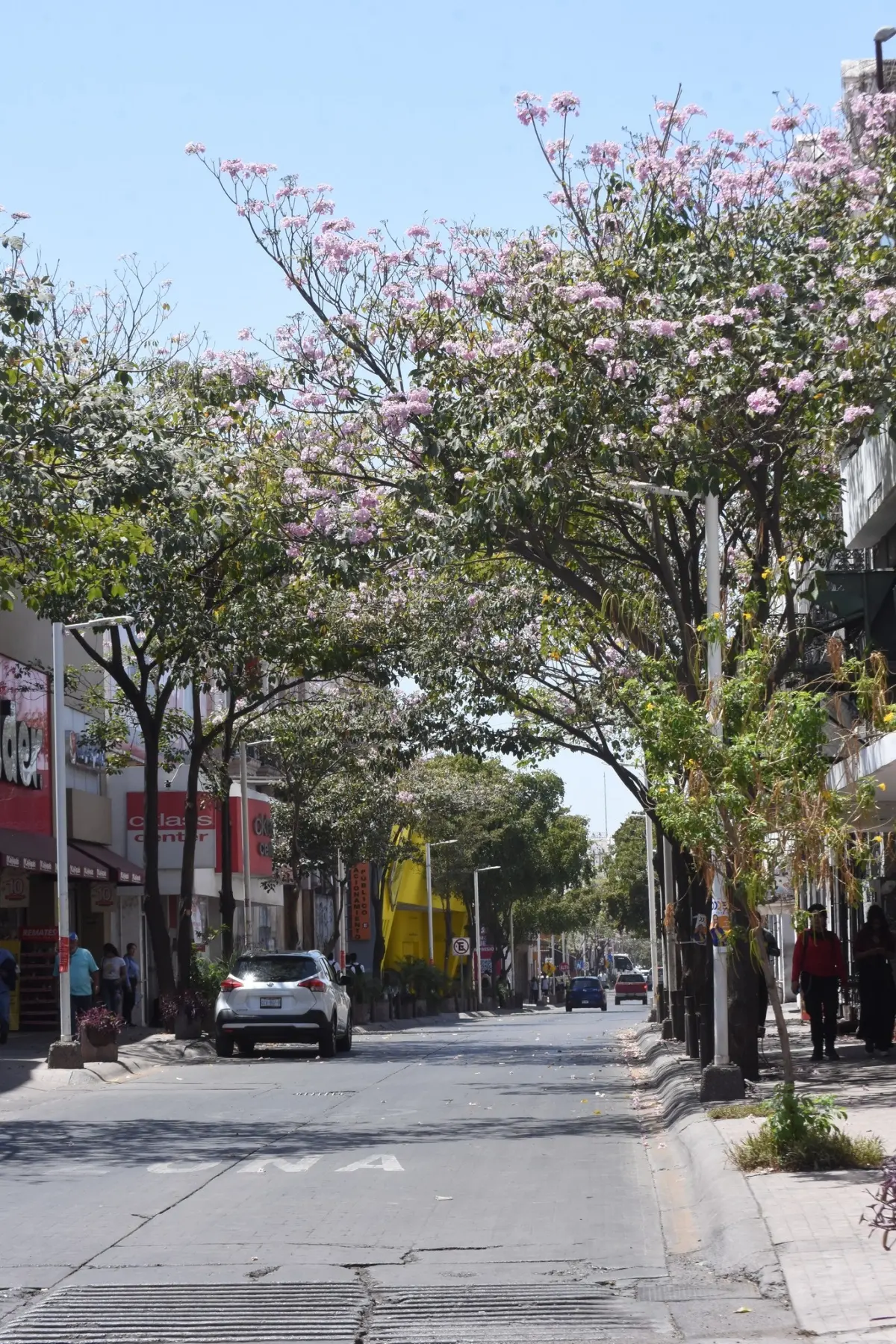 Las calles del centro de Culiacán se llenan de flores de amapa durante la primavera. Foto: Tus Buenas Noticias