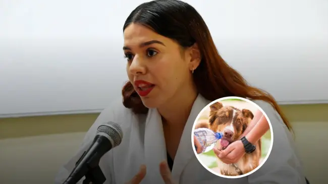 La doctora Yesenia Osuna Ramos, responsable de Medicina Interna de la Clínica de Pequeñas Especies de la Facultad de Medicina Veterinaria y Zootecnia de la UAS, nos comparte infomación de suma importancia para nuestros caninos y mascotas especiales. Foto: Cortesía.