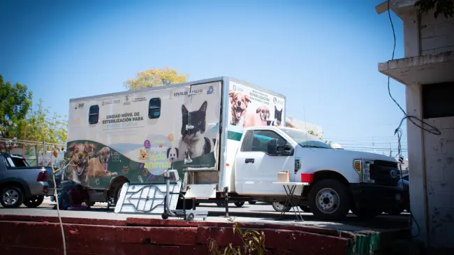 Campaña gratuita de esterilización busca reducir animales en situación de calle en Culiacán.