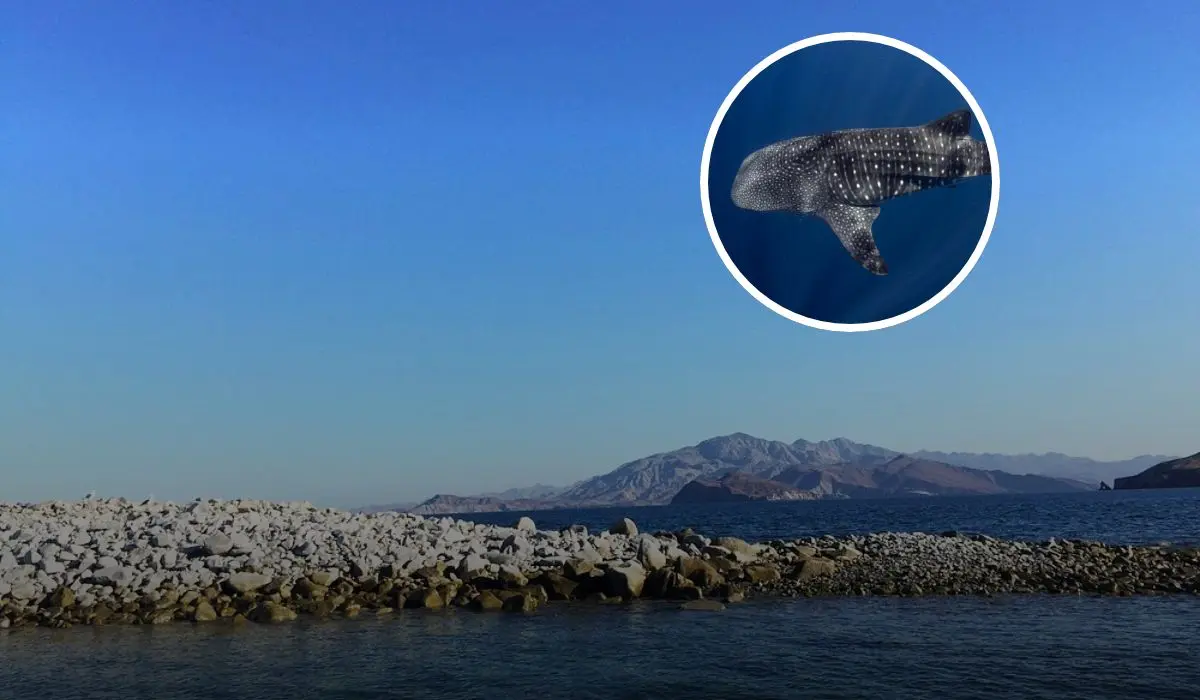 Una playa virgen es un terreno no afectado por los humanos. Foto: Tripavisor/ Pelagic Life
