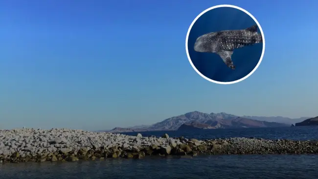 Una playa virgen es un terreno no afectado por los humanos. Foto: Tripavisor/ Pelagic Life