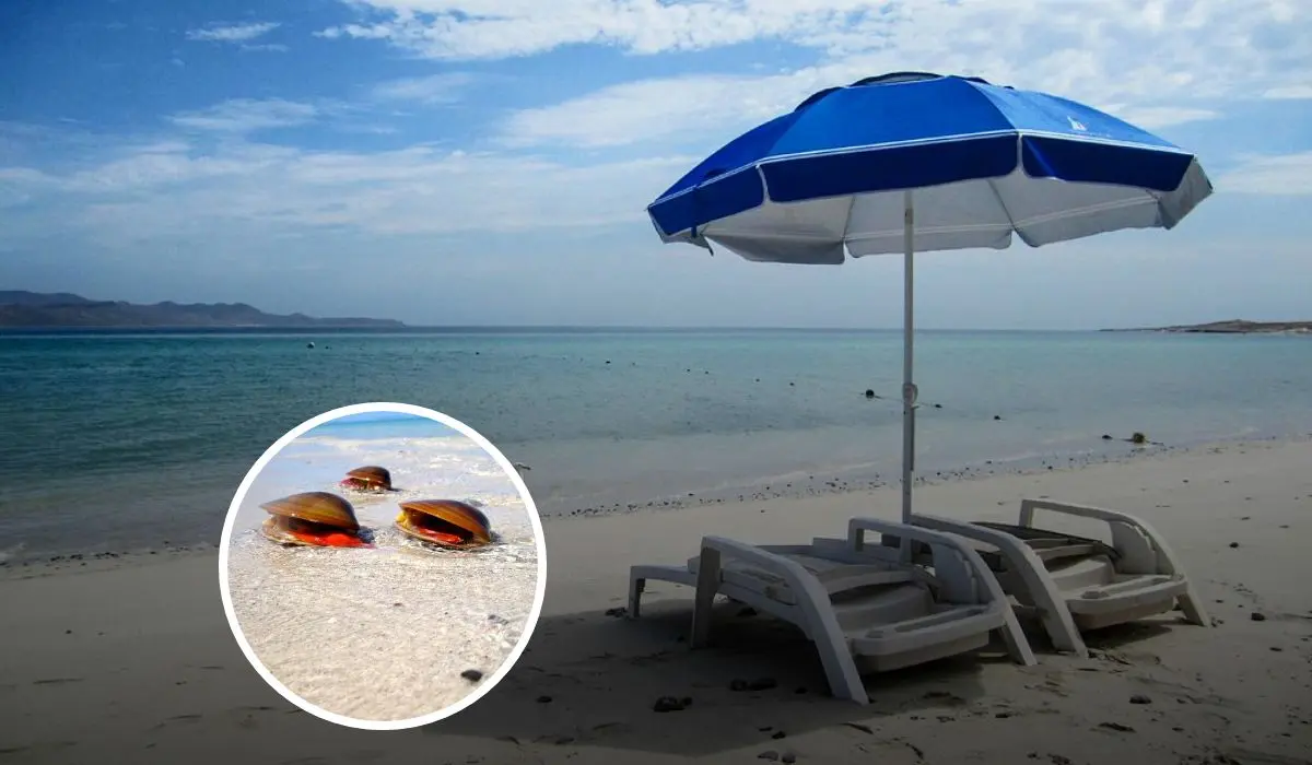 Conoce más sobre playa el Tecolote en Baja California Sur. Foto: Tripavisor