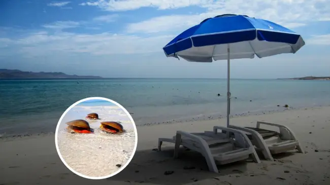 Conoce más sobre playa el Tecolote en Baja California Sur. Foto: Tripavisor