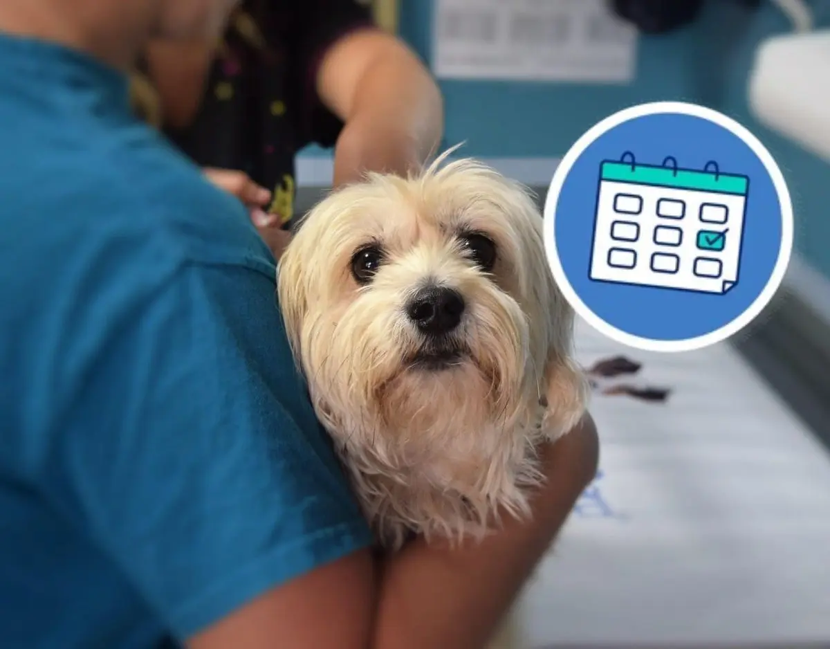 Consultas veterinarias sin costo en CDMX. Foto: Pixabay