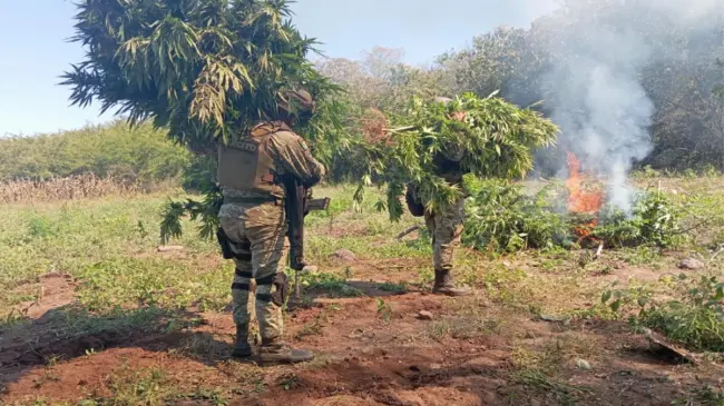 Soldados del Ejercito Mexicano en destrucción de plantíos.