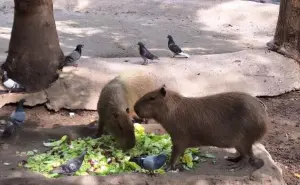 Datos curiosos de los Capibaras: El roedor más grande del mundo