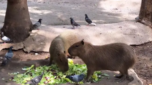 Los capibaras están de moda por su carácter tranquilo, apariencia tierna y su simpatía natural con otras especies, lo que los hace irresistibles en redes sociales.