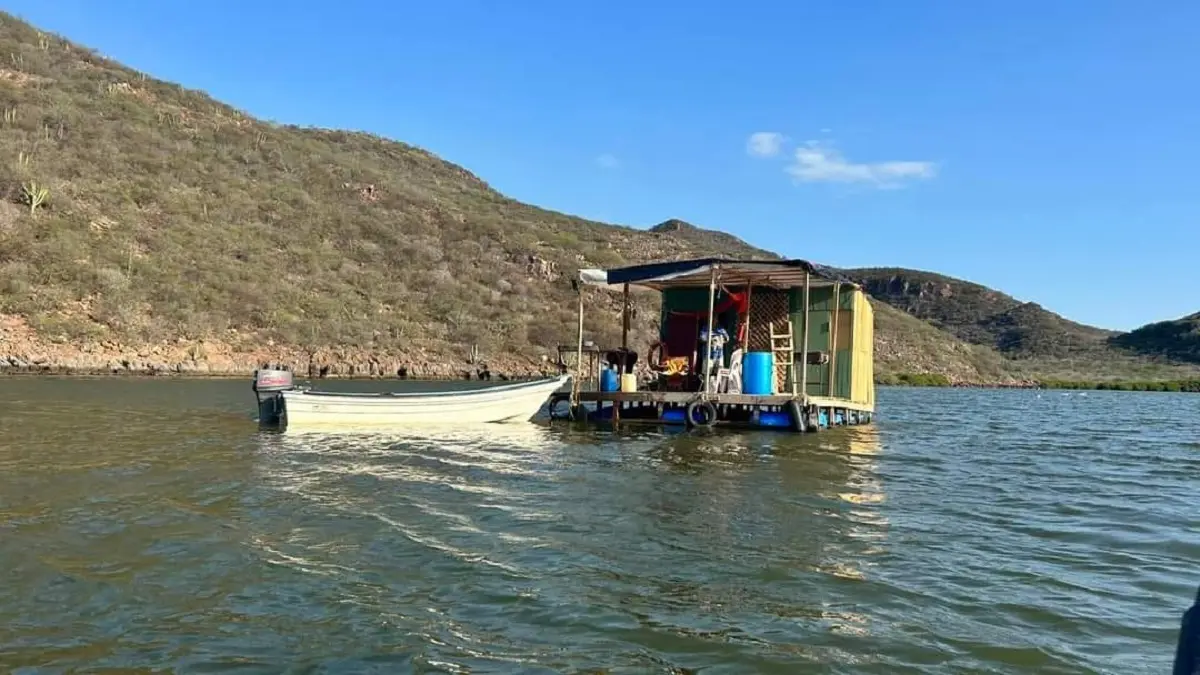 El ostión es uno de los principales productos de la acuacultura mexicana. Foto: MegaNoticias
