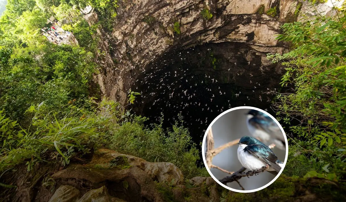Estos son los detalles sobre el Sótano de las Golondrinas en San Luis Potosí. Foto: Facebook San Luis Potosí Turismo.
