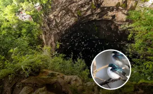 El Sótano de las Golondrinas en San Luis Potosí: ¿Cómo llegar?