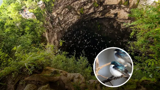 Estos son los detalles sobre el Sótano de las Golondrinas en San Luis Potosí. Foto: Facebook San Luis Potosí Turismo.