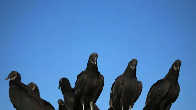 Loza Ochoa considera que los zopilotes son más efectivos que los drones. Foto: Cortesía