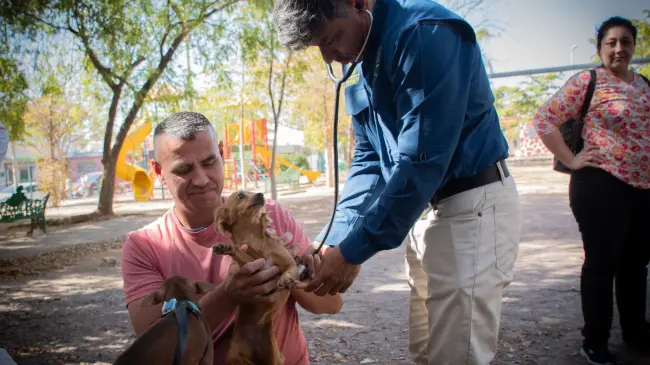 Campaña de esterilización gratuita de perros y gatos se mantiene activa en la Unidad DIF Vallado en Culiacán.