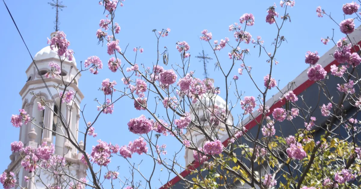 La belleza de las amapas rosa en Culiacán