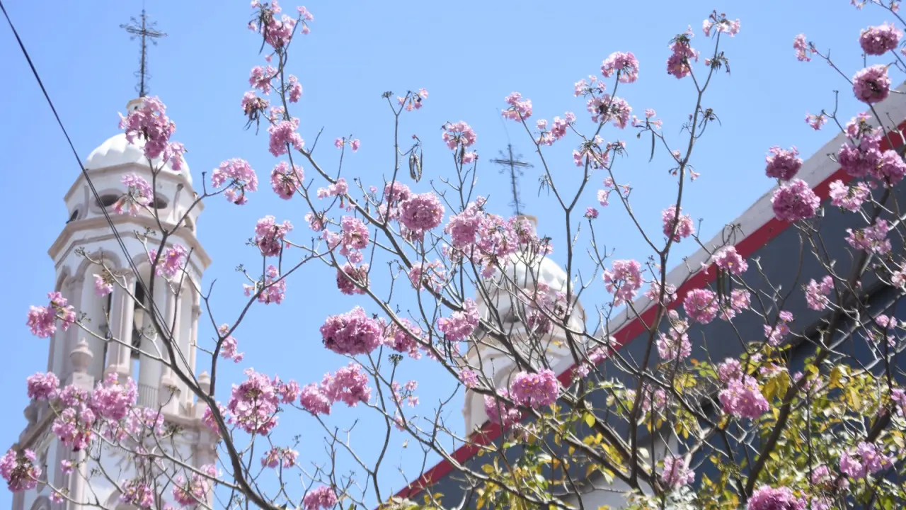 Las amapas son una belleza natural de la que se puede disfrutar en el Centro de la ciudad. Fotos: Lino Ceballos.