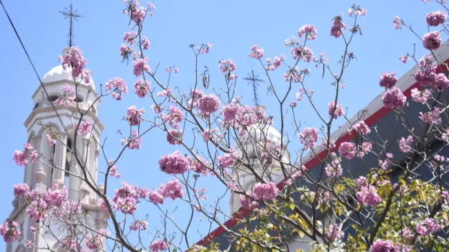 Las amapas son una belleza natural de la que se puede disfrutar en el Centro de la ciudad. Fotos: Lino Ceballos.