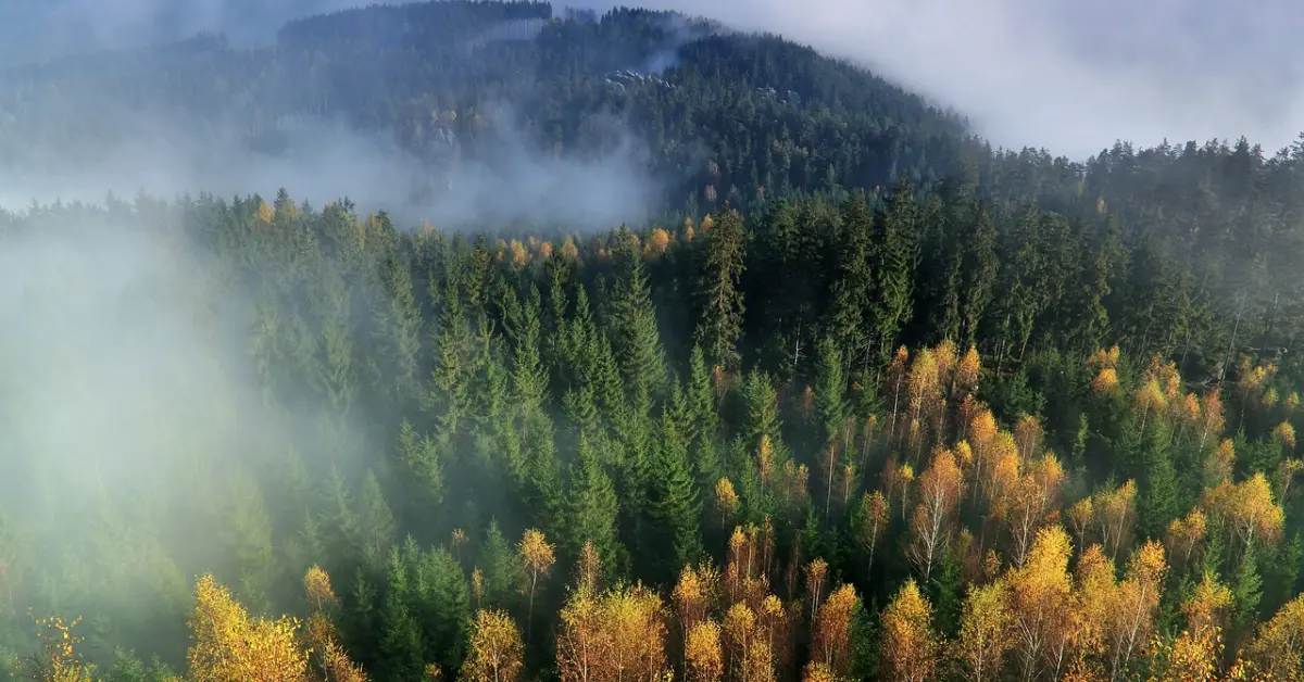Tecnobosques: así nos ayuda la IA a proteger nuestros bosques del fuego