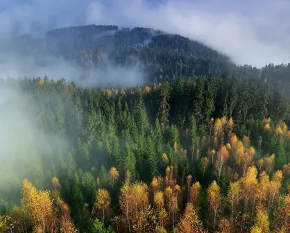 Tecnobosques: así nos ayuda la IA a proteger nuestros bosques del fuego