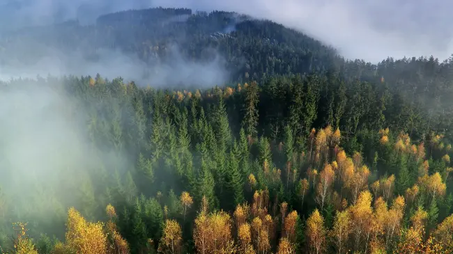 Bosques. Foto. Pixabay.