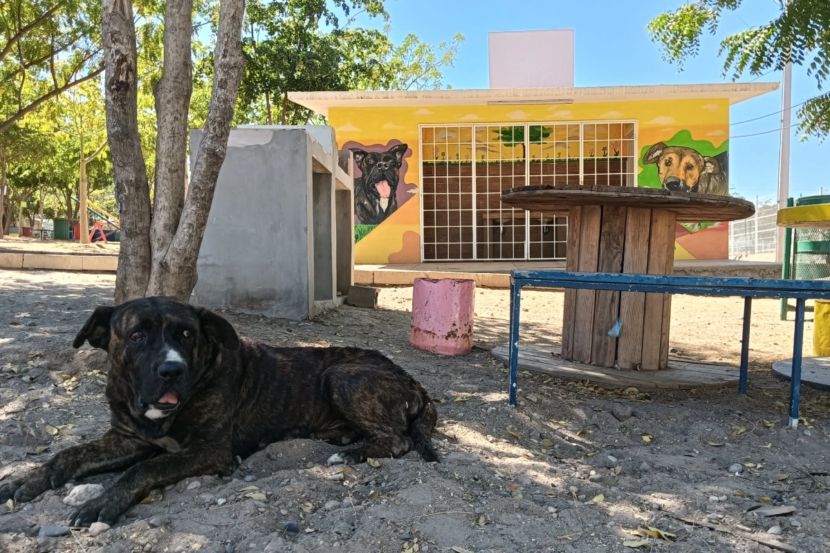Rocky y Hedy se han ganado el corazón de los vecinos en la colonia Nakayama y de los visitantes al parque.