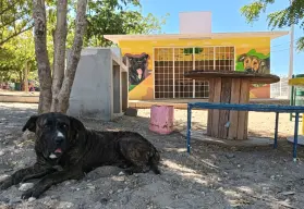 Rocky y Hedy: las mascotas del Nakayama que viven en un mural