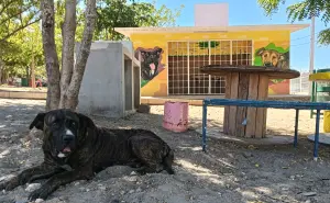 Rocky y Hedy: las mascotas del Nakayama que viven en un mural