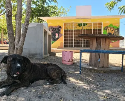 Rocky y Hedy: las mascotas del Nakayama que viven en un mural