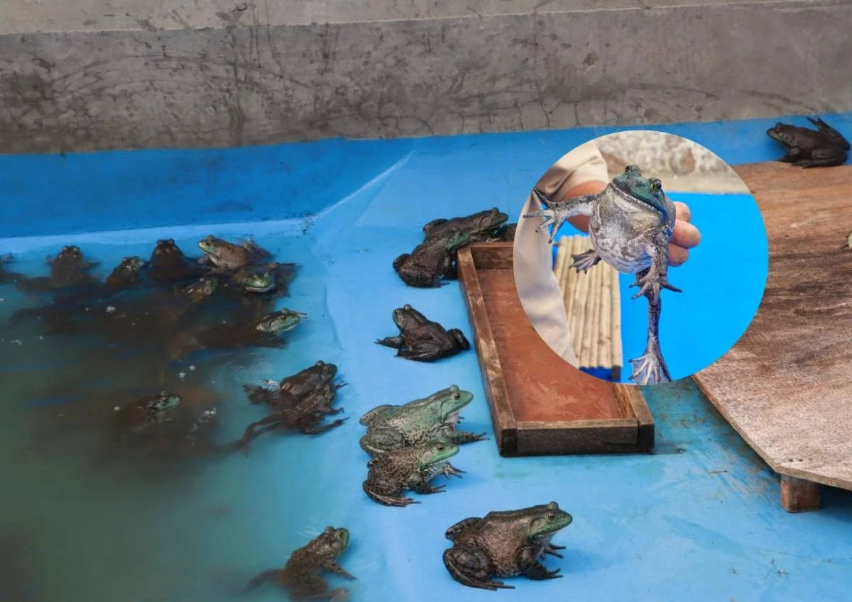 Estado de México entre los principales productores de rana toro. Foto: Cortesía