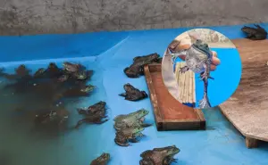 Estado de México produce al año alrededor de 500 mil ejemplares de rana toro