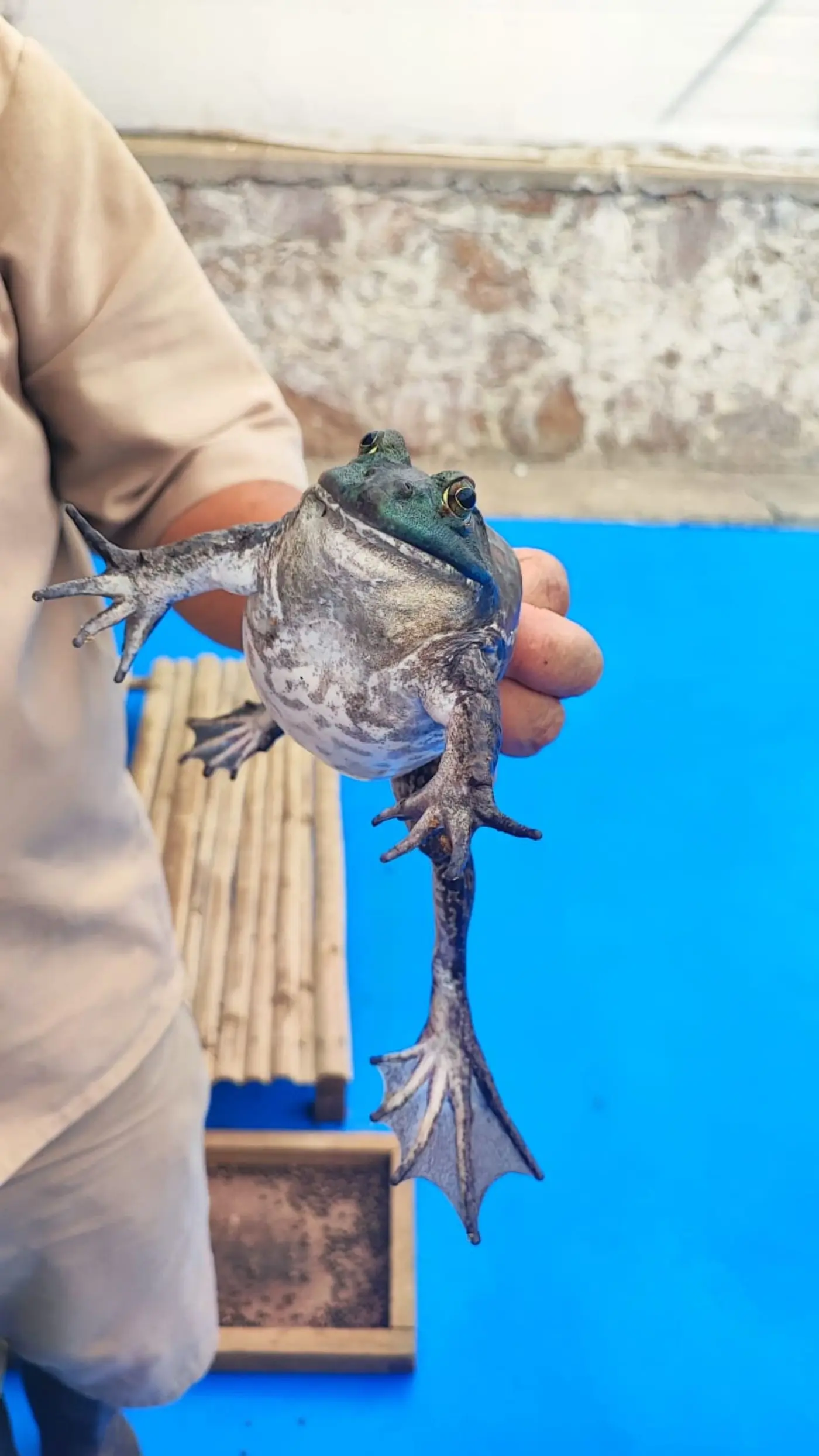 Cuánto cuesta el kilo de la rana toro. Foto: Cortesía