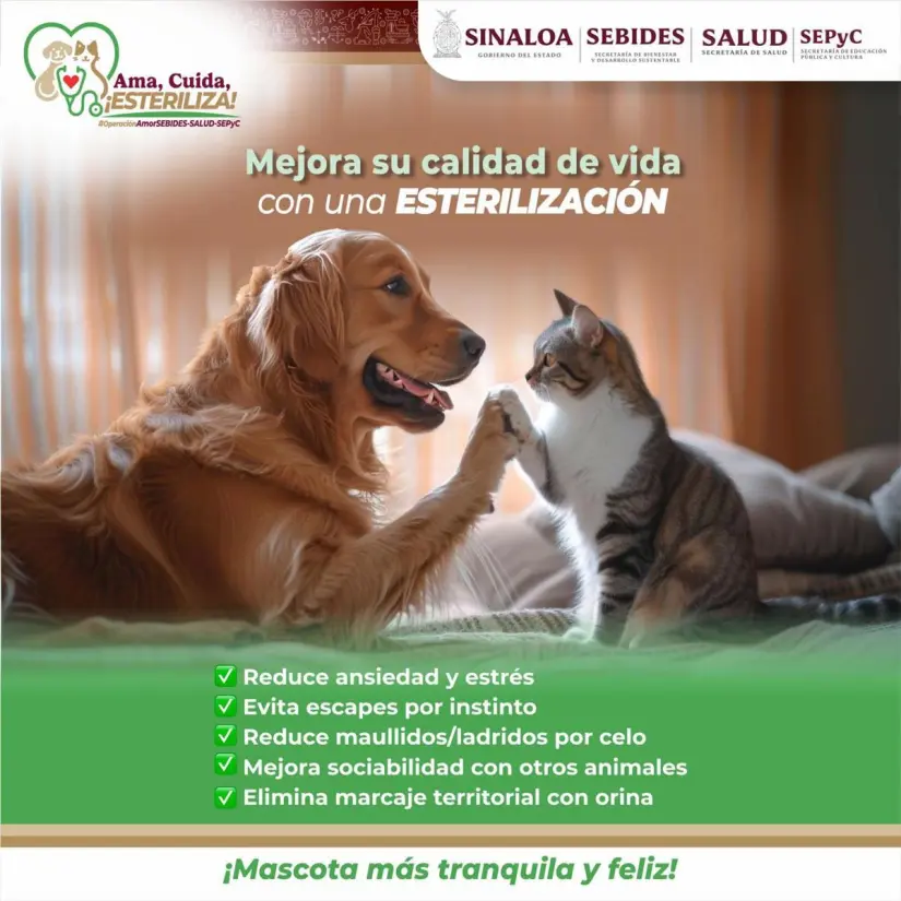 Con estos requisitos tu mascota podrá ser atendida con todos los cuidados necesarios para su esterilización. Foto: Cortesía.