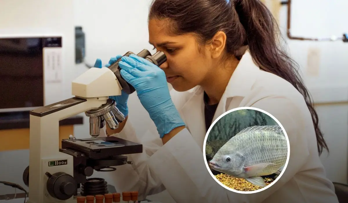 Con un nuevo paso a la innovación, científicos utilizan la piel de pescado para curar heridas, quemaduras y más. Foto: Cortesía.