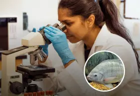 Piel de tilapia: el innovador tratamiento de quemaduras que acelera la cicatrización