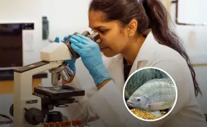 Piel de tilapia: el innovador tratamiento de quemaduras que acelera la cicatrización