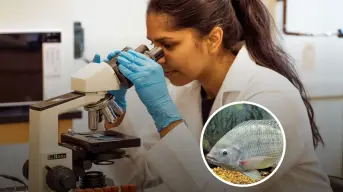 Piel de tilapia: el innovador tratamiento de quemaduras que acelera la cicatrización
