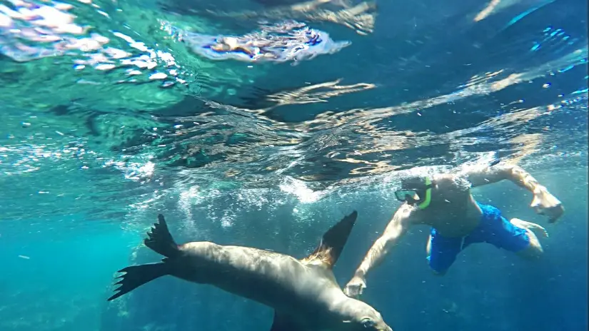 Conoce Isla Espíritu Santo, el mejor lugar para el snorkel