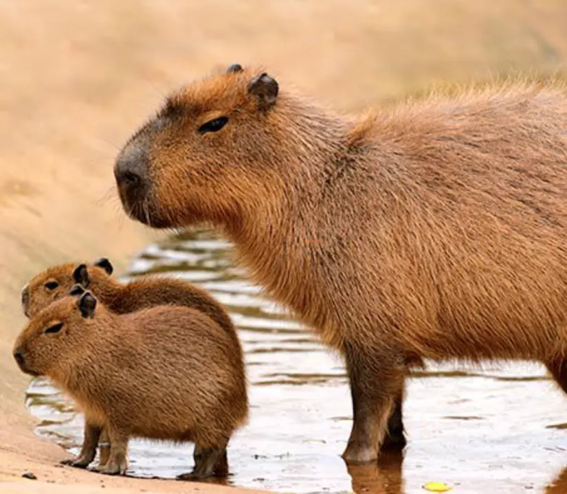 Conoce al Capibara. Foto: cortesía